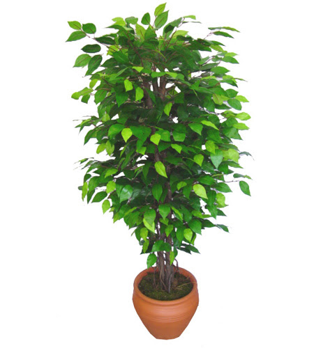 Ficus Benjamin 1,50 cm   Kastamonu anneler gn iek yolla 