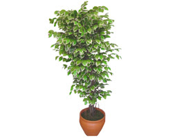 Ficus zel Starlight 1,75 cm   Kastamonu cicek , cicekci 