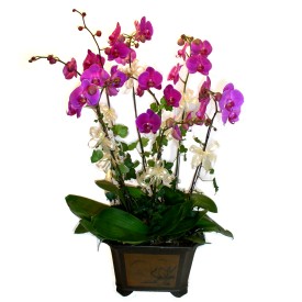  Kastamonu cicek , cicekci  4 adet orkide iegi