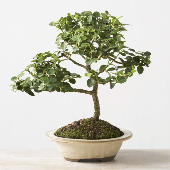 ithal bonsai saksi iegi  Kastamonu iek online iek siparii 