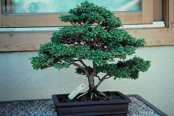ithal bonsai saksi iegi  Kastamonu 14 ubat sevgililer gn iek 