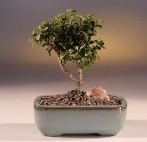  Kastamonu iek yolla  ithal bonsai saksi iegi  Kastamonu internetten iek sat 