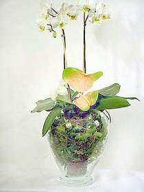  Kastamonu iek sat  Cam yada mika vazoda zel orkideler