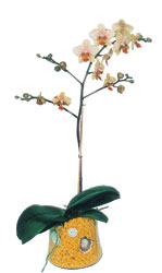  Kastamonu online iek gnderme sipari  Phalaenopsis Orkide ithal kalite