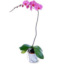  Kastamonu cicekciler , cicek siparisi  Orkide ithal kaliteli orkide 