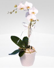 1 dallı orkide saksı çiçeği  Kastamonu online çiçekçi , çiçek siparişi 