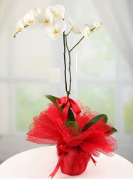 1 dal beyaz orkide saks iei  Kastamonu yurtii ve yurtd iek siparii 