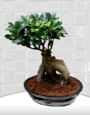 saks iei japon aac bonsai  Kastamonu kaliteli taze ve ucuz iekler 