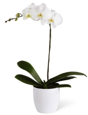 1 dall beyaz orkide  Kastamonu 14 ubat sevgililer gn iek 