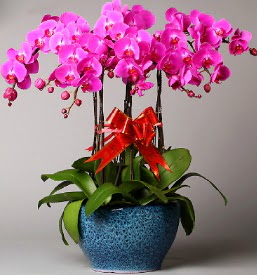 7 dall mor orkide  Kastamonu iek online iek siparii 