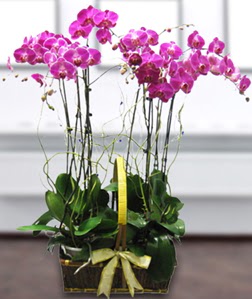 4 dall mor orkide  Kastamonu gvenli kaliteli hzl iek 