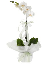 1 dal beyaz orkide iei  Kastamonu iek siparii vermek 
