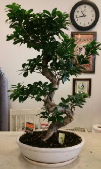 100 cm yüksekliğinde dev bonsai japon ağacı  Kastamonu İnternetten çiçek siparişi 