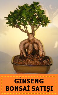 Ginseng bonsai sat japon aac  Kastamonu cicek , cicekci 