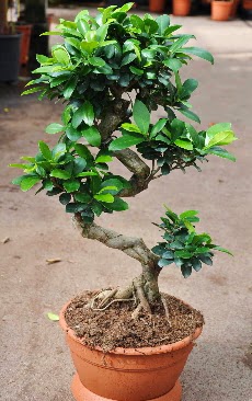 Orta boy bonsai saks bitkisi  Kastamonu internetten iek siparii 