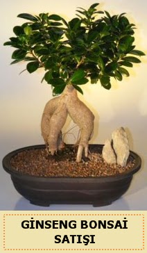 thal Ginseng bonsai sat japon aac  Kastamonu iek siparii sitesi 