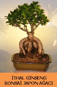 thal japon aac ginseng bonsai sat  Kastamonu nternetten iek siparii 