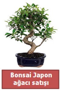 Japon aac bonsai sat  Kastamonu iek siparii sitesi 