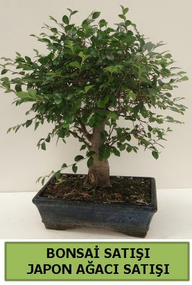 Minyatr bonsai japon aac sat  Kastamonu iek gnderme sitemiz gvenlidir 