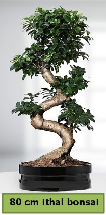 80 cm özel saksıda bonsai bitkisi  Kastamonu çiçekçi telefonları 
