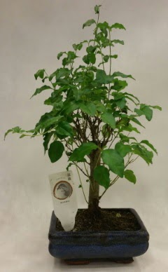 Minyatr bonsai japon aac sat  Kastamonu ieki telefonlar 