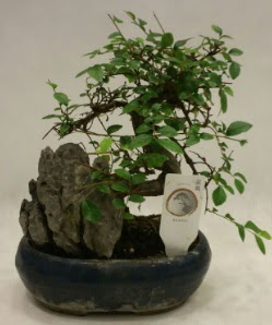 thal 1.ci kalite bonsai japon aac  Kastamonu iek sat 