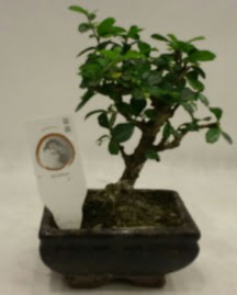 Kk minyatr bonsai japon aac  Kastamonu iek gnderme 
