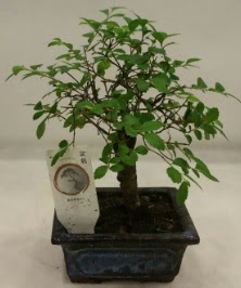 Minyatr ithal japon aac bonsai bitkisi  Kastamonu iek sat 