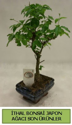 thal bonsai japon aac bitkisi  Kastamonu hediye sevgilime hediye iek 