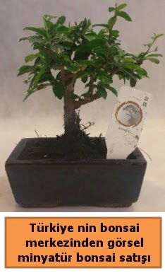 Japon aac bonsai sat ithal grsel  Kastamonu iek yolla 