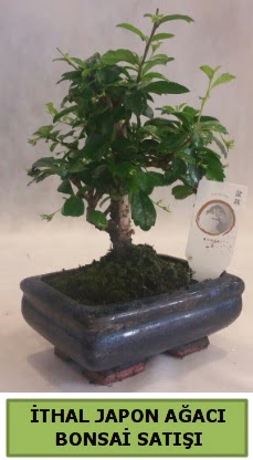 thal japon aac bonsai bitkisi sat  Kastamonu ieki telefonlar 