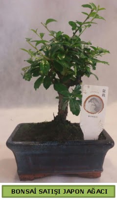 Minyatr bonsai aac sat  Kastamonu iek gnderme 