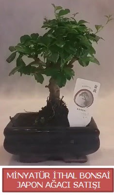 Kk grsel bonsai japon aac bitkisi  Kastamonu iek , ieki , iekilik 