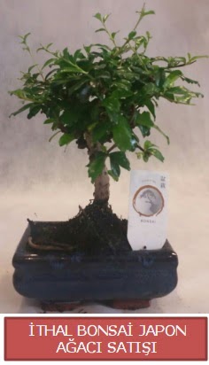 thal kk boy minyatr bonsai aa bitkisi  Kastamonu ieki telefonlar 