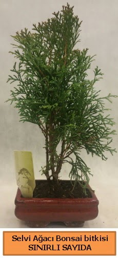 Selvi aac bonsai japon aac bitkisi  Kastamonu iek sat 