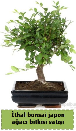 thal bonsai saks iei Japon aac sat  Kastamonu nternetten iek siparii 