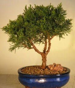 Servi am bonsai japon aac bitkisi  Kastamonu iek yolla 