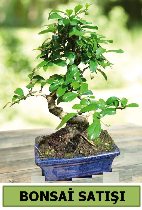 am bonsai japon aac sat  Kastamonu iek sat 