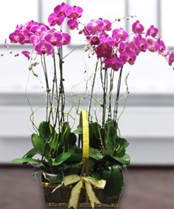 7 dall mor lila orkide  Kastamonu iek gnderme sitemiz gvenlidir 