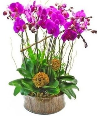 Ahap ktkte lila mor orkide 8 li  Kastamonu internetten iek sat 