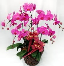 Sepet ierisinde 5 dall lila orkide  Kastamonu ucuz iek gnder 