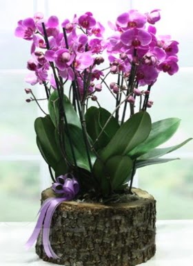 Ktk ierisinde 6 dall mor orkide  Kastamonu ucuz iek gnder 