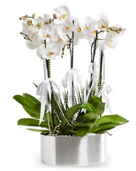 Be dall metal saksda beyaz orkide  Kastamonu iek yolla 