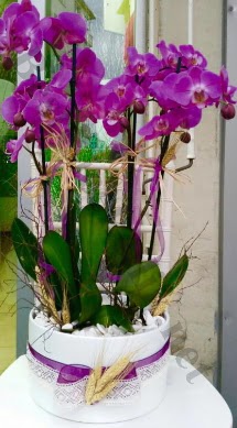Seramik vazoda 4 dall mor lila orkide  Kastamonu online iek gnderme sipari 