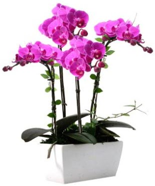 Seramik vazo ierisinde 4 dall mor orkide  Kastamonu iek sat 