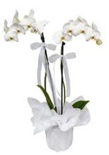 2 dall beyaz orkide  Kastamonu gvenli kaliteli hzl iek 