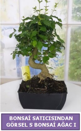 S dal erilii bonsai japon aac  Kastamonu iek sat 