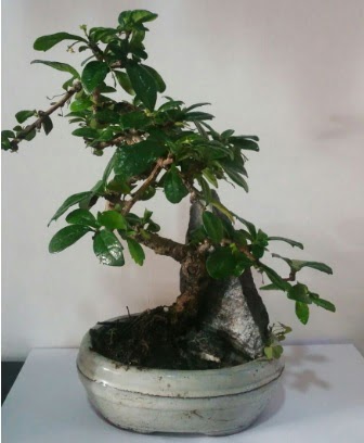 S eklinde ithal bonsai aac  Kastamonu iek yolla 