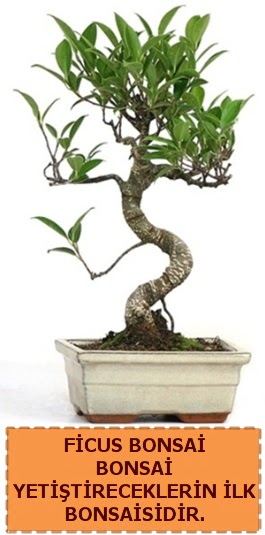 Ficus bonsai 15 ile 25 cm arasndadr  Kastamonu iek yolla 