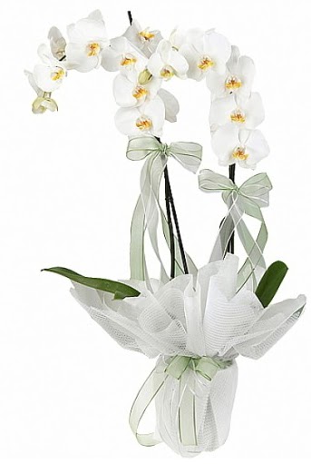 ift Dall Beyaz Orkide  Kastamonu anneler gn iek yolla 